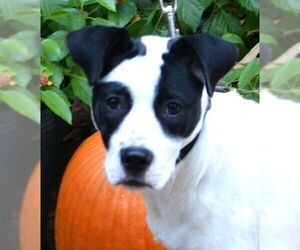 Pointer-Unknown Mix Dogs for adoption in Germanton, TN, USA