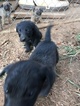 Small Photo #3 Border Collie Puppy For Sale in COLTON, OR, USA