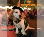 Small Photo #56 Basschshund Puppy For Sale in San Antonio, TX, USA
