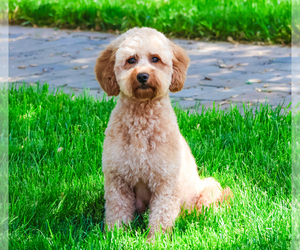 Goldendoodle mix (+ Poodle Miniature) Puppy for sale in SYRACUSE, IN, USA