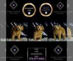 Small Photo #53 Goldendoodle (Miniature) Puppy For Sale in WARSAW, IN, USA