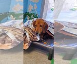 Small Photo #4 Beagle-Unknown Mix Puppy For Sale in Rustburg, VA, USA