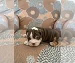 Small Photo #6 English Bulldog Puppy For Sale in CIBOLO, TX, USA
