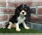 Small #10 Cavalier King Charles Spaniel