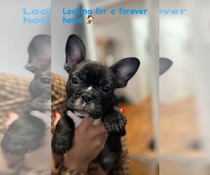 French Bulldog Puppy for sale in JACKSON HEIGHTS, NY, USA