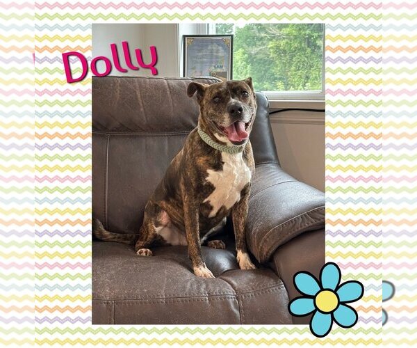 Medium Photo #8 American Staffordshire Terrier-Boxer Mix Puppy For Sale in Brewster, NY, USA