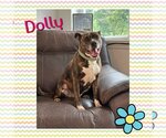 Small #7 American Staffordshire Terrier-Boxer Mix