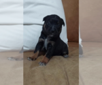 Small Photo #2 Mutt Puppy For Sale in OKLAHOMA CITY, OK, USA