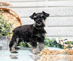 Small Photo #13 Schnauzer (Miniature) Puppy For Sale in BALTIC, OH, USA