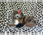 Small #3 ShihPoo