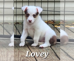 Texas Heeler Puppy for sale in UTICA, NY, USA