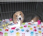 Small #3 Beagle