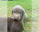 Small Photo #4 Labrador Retriever Puppy For Sale in REED CITY, MI, USA