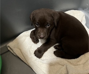 Labrador Retriever Puppy for sale in RIVERVIEW, FL, USA