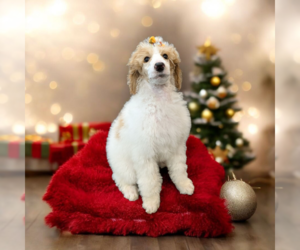 Poodle (Standard) Dogs for adoption in Vail, AZ, USA