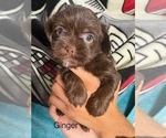 Small #5 Shorkie Tzu