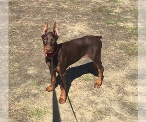 Doberman Pinscher Puppy for sale in BOVEY, MN, USA