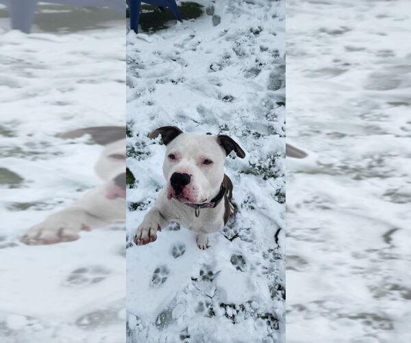 Medium Photo #10 Mutt Puppy For Sale in Chestertown, MD, USA