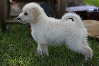 Labradoodle Puppy for sale in SAN ANTONIO, TX, USA