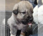 Small Photo #4 Anatolian Pyrenees Puppy For Sale in LEWIS, IA, USA