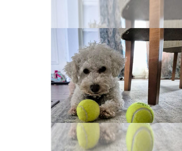 Medium Photo #1 Bichon Frise-Unknown Mix Puppy For Sale in Springdale, PA, USA