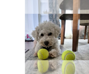 Bichon Frise-Unknown Mix Dogs for adoption in Springdale, PA, USA
