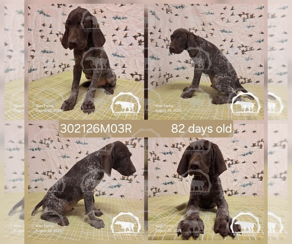 Medium Photo #1 German Shorthaired Pointer Puppy For Sale in MOYIE SPRINGS, ID, USA