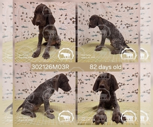 Medium German Shorthaired Pointer