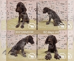 Puppy Boy 302126M03R German Shorthaired Pointer