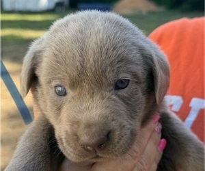 Medium Labrador Retriever