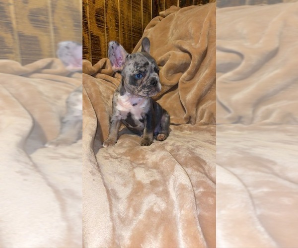 Medium Photo #3 French Bulldog Puppy For Sale in BELLVIEW, TX, USA