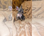 Small Photo #3 French Bulldog Puppy For Sale in BELLVIEW, TX, USA