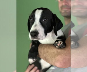 Labbe Dogs for adoption in Elmsford, NY, USA