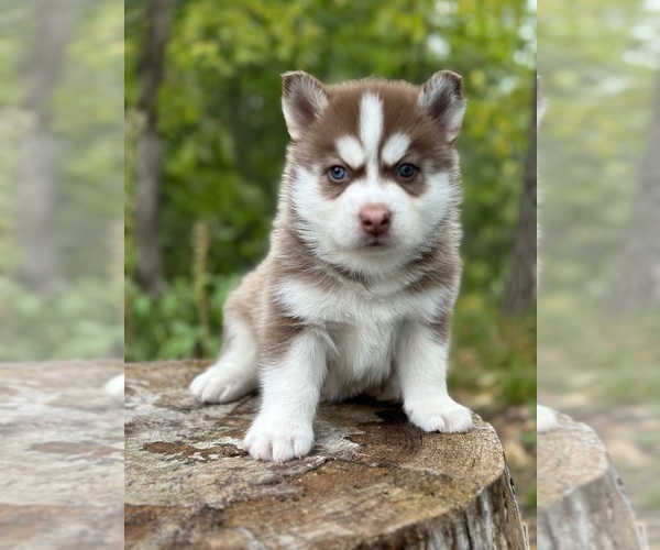 Medium Photo #11 Pomsky Puppy For Sale in STAPLES, MN, USA