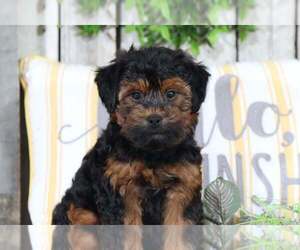 Yorkshire Terrier Puppy for sale in MOUNT VERNON, OH, USA