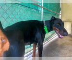 Small #2 Doberman Pinscher