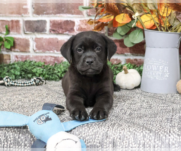 Medium Photo #1 Labrador Retriever Puppy For Sale in SYRACUSE, IN, USA