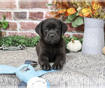Moonstone - Male Labrador Retriever Puppy for Sale - Small photo