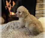 Small Photo #13 Poodle (Standard) Puppy For Sale in HAGERSTOWN, MD, USA