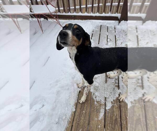Medium Photo #4 Black and Tan Coonhound-Unknown Mix Puppy For Sale in Holly Springs, NC, USA