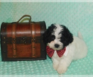 Zuchon Puppy for sale in WARRENSBURG, MO, USA
