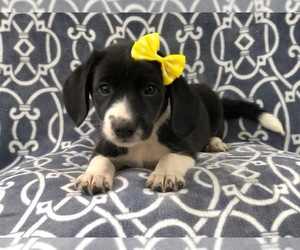 Beagle-Border Collie Mix Puppy for sale in LAKELAND, FL, USA