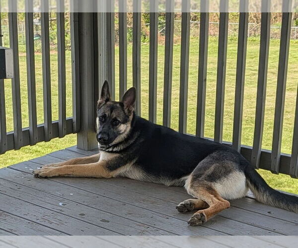 Medium Photo #4 German Shepherd Dog Puppy For Sale in Aurora, IN, USA