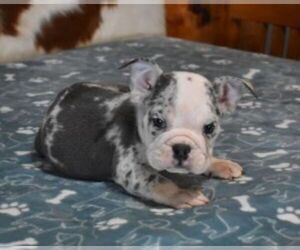 English Bulldog Puppy for sale in MARSHFIELD, MO, USA