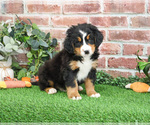 Small #8 Bernese Mountain Dog