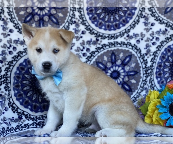 Medium Photo #4 Akita-Siberian Husky Mix Puppy For Sale in LANCASTER, PA, USA