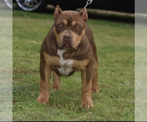 American Bully Puppy for sale in LOUISA, VA, USA