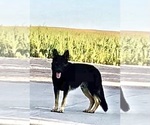 Small #51 German Shepherd Dog