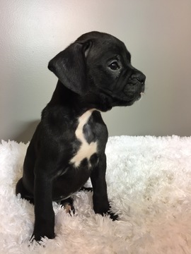 Medium Photo #1 Boxer Puppy For Sale in BECKS MILLS, OH, USA