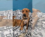 Small #2 Labrador Retriever Mix